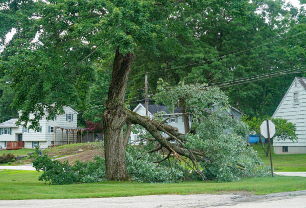 Best Dead Tree Removal  in Skidway Lake, MI